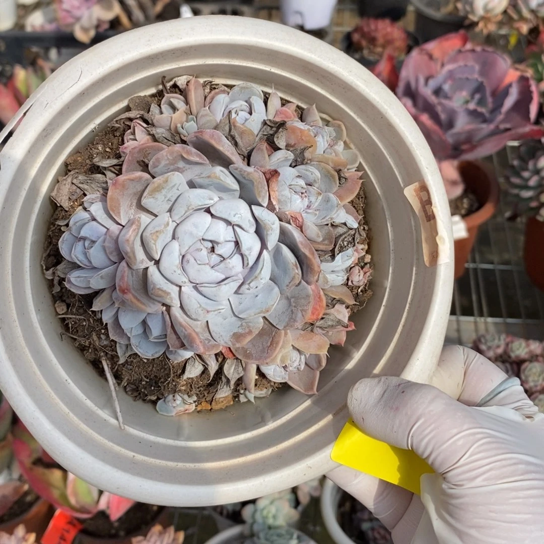 414汉堡手捧一物一拍