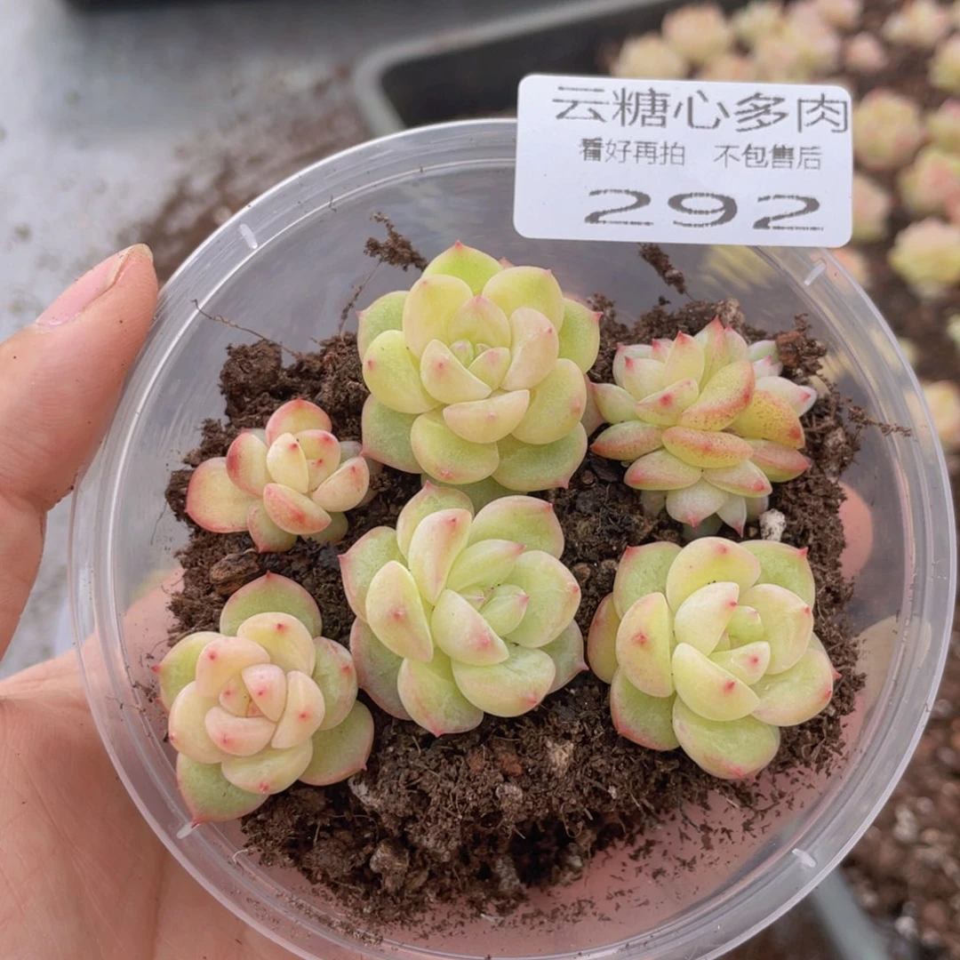 云糖心多肉植物292