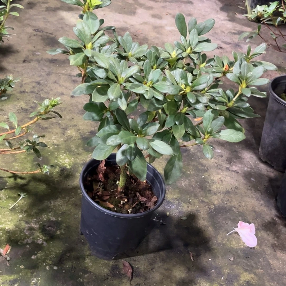 寻***风完全开放玉玲杜鹃