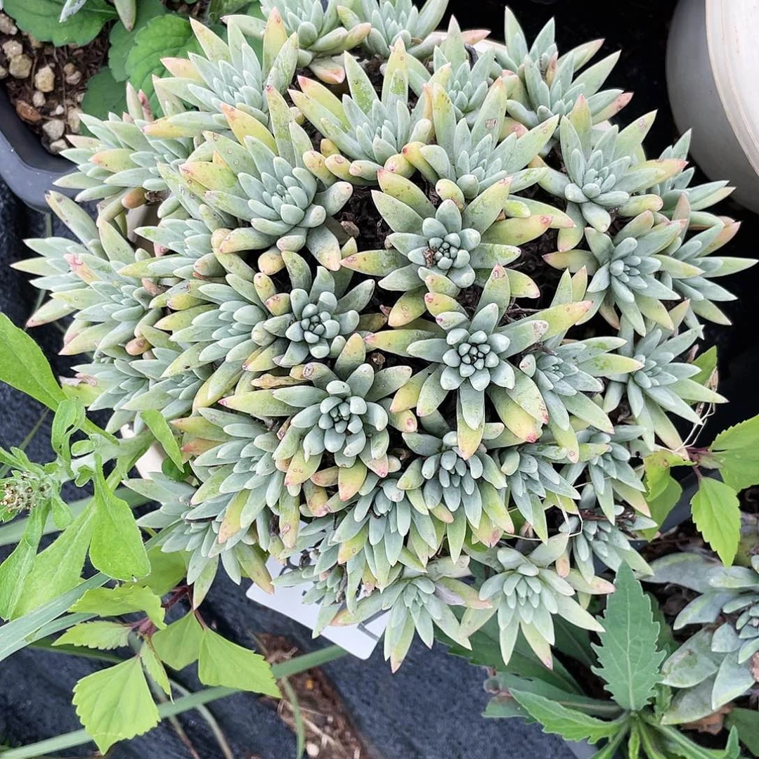绿菊超大群生7158