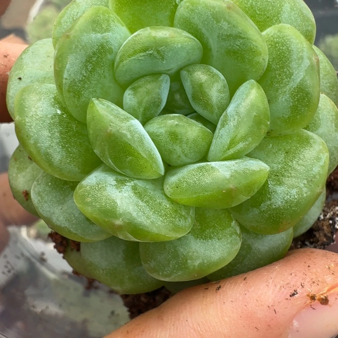 一物一拍一物一拍1109-229