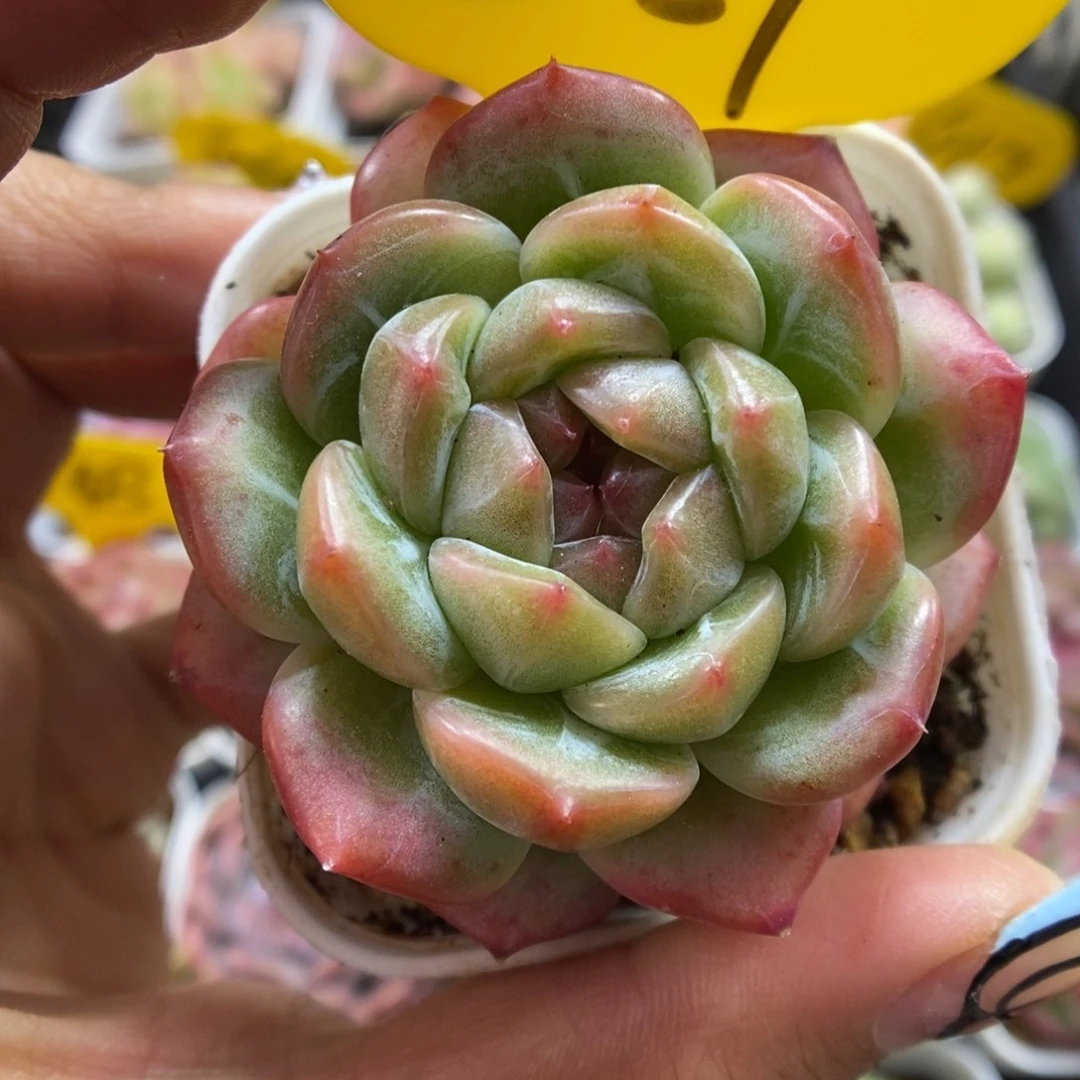 钻心珍妮可拍881号。