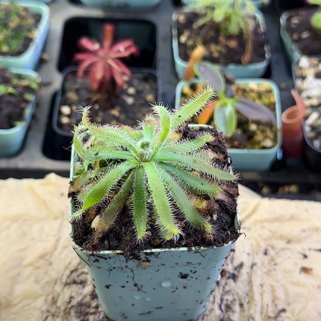 无花朵阔叶茅膏菜