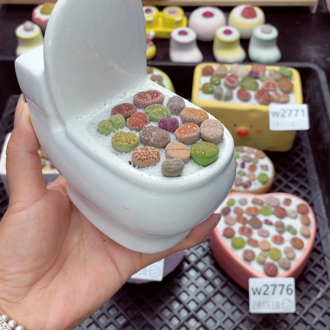 w2777 带盆土发货一物一拍