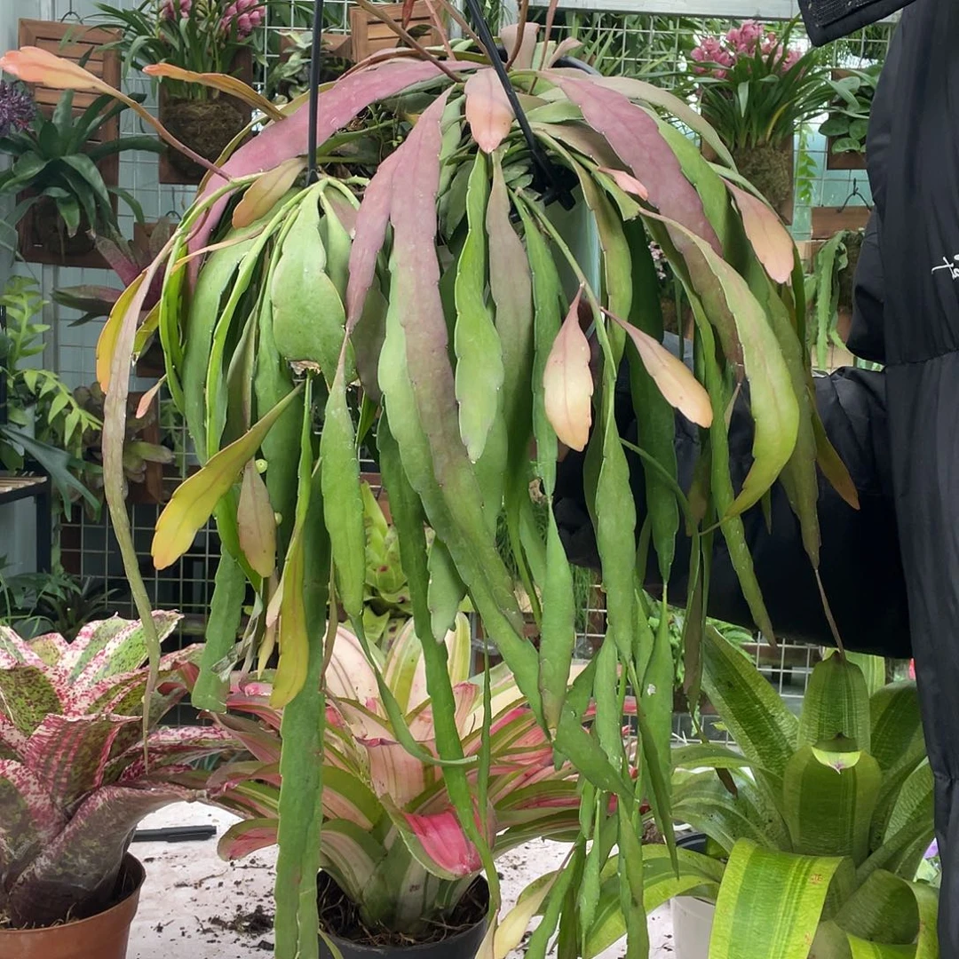 红叶加鱼骨昙花上板