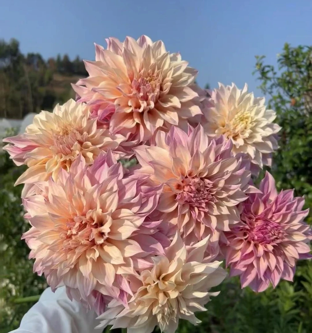 【牛奶咖啡】大丽花盆栽带花苞庭院好养活四季开花鲜花花期超长