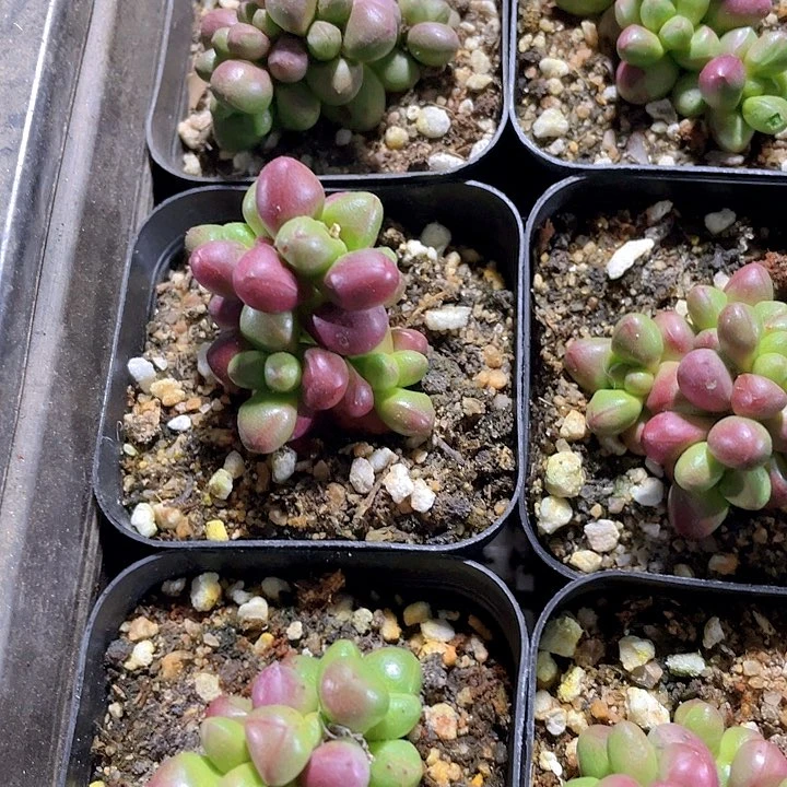 紫光2.8带哦土发