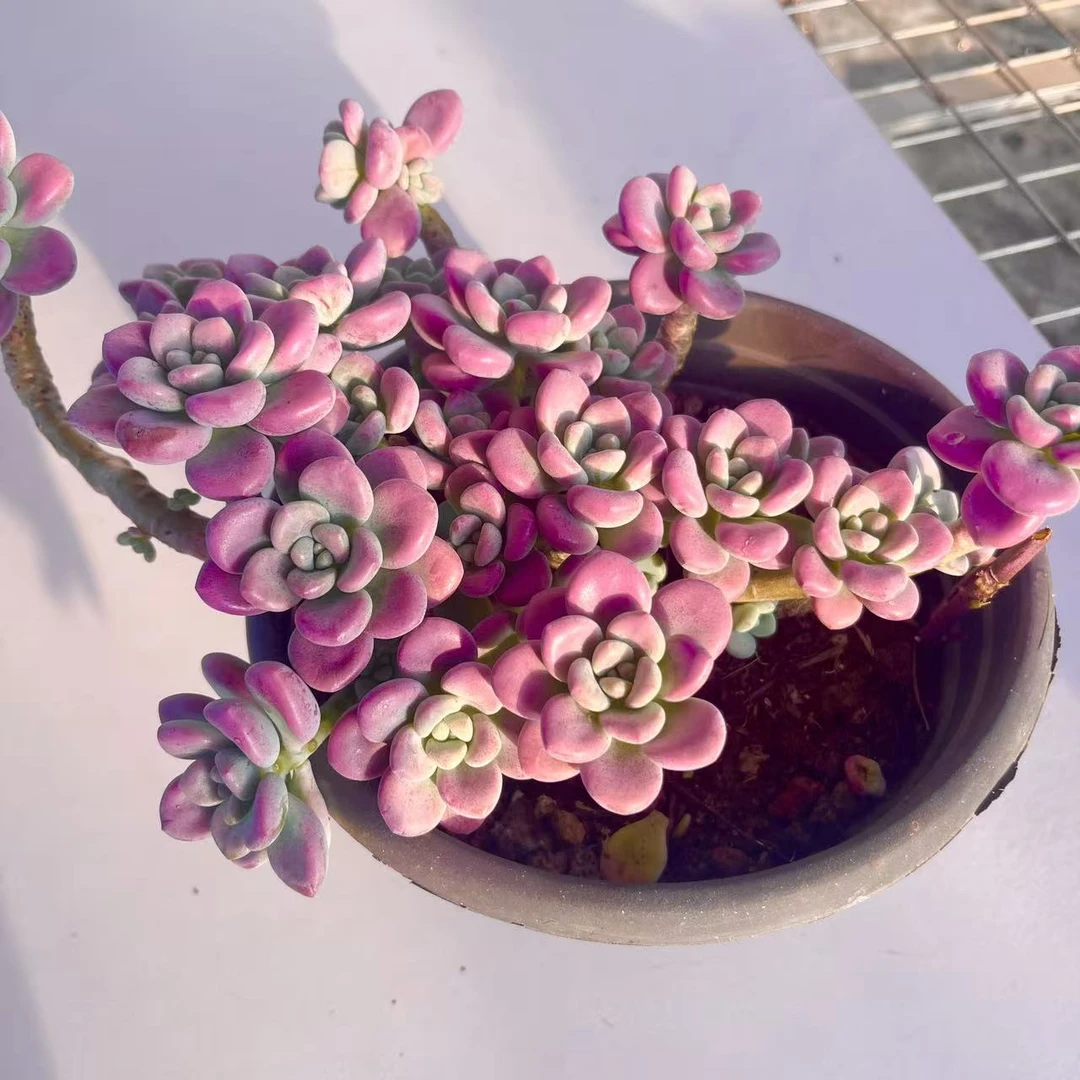 【香水红洛神】脱土发 耐冻多肉植物 新手好养 云南多肉基地直发