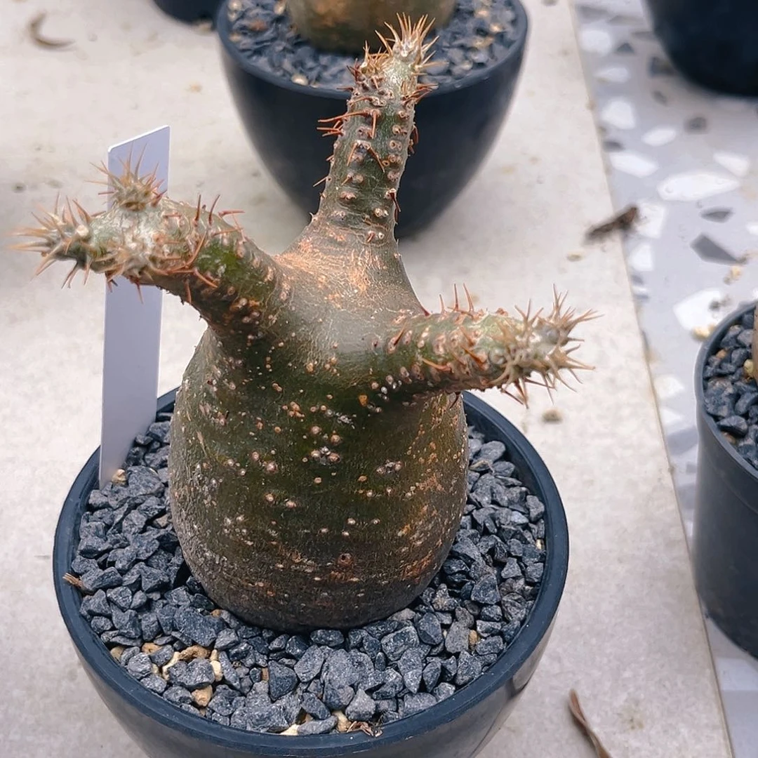 象牙宫三枝岔6公分