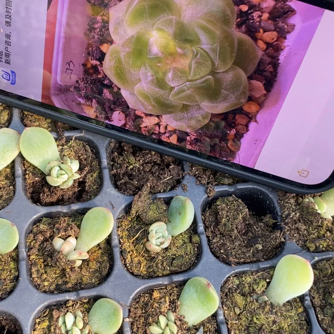 穴盘甜心273苗一个