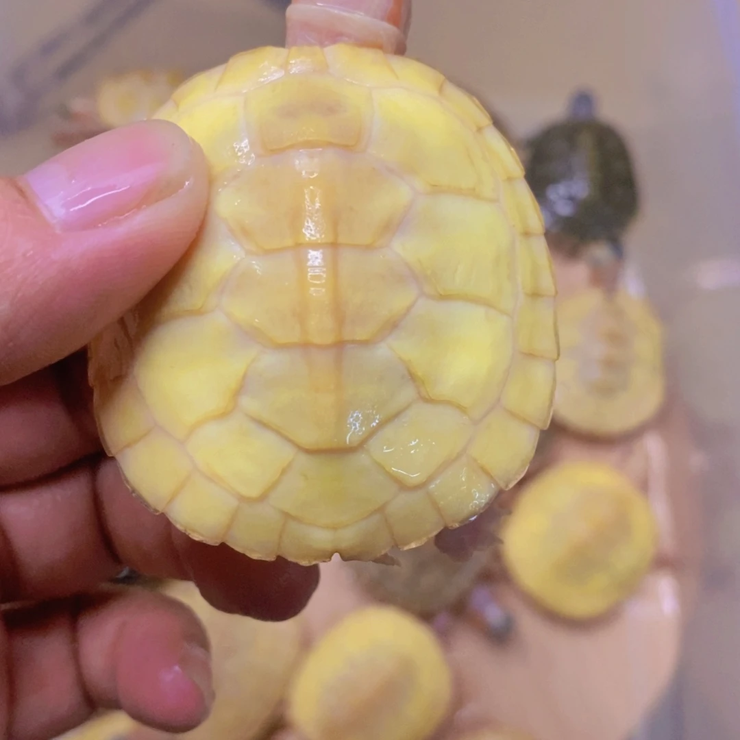 母绿毛龟白巴一个