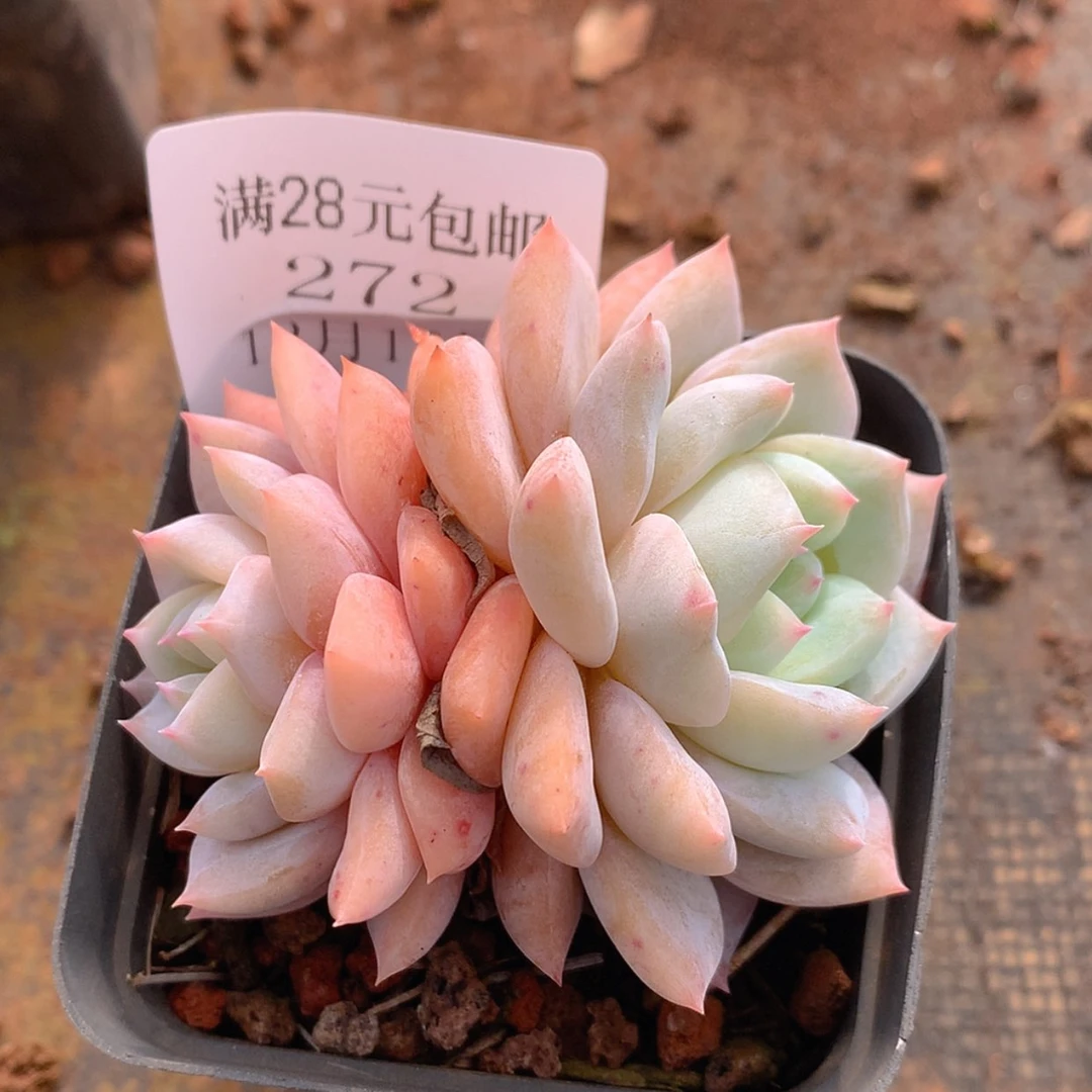 【闪购商品】云272号