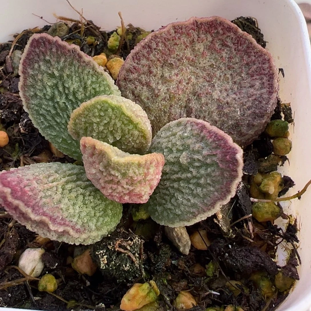 花斑款实生新品大苗多肉