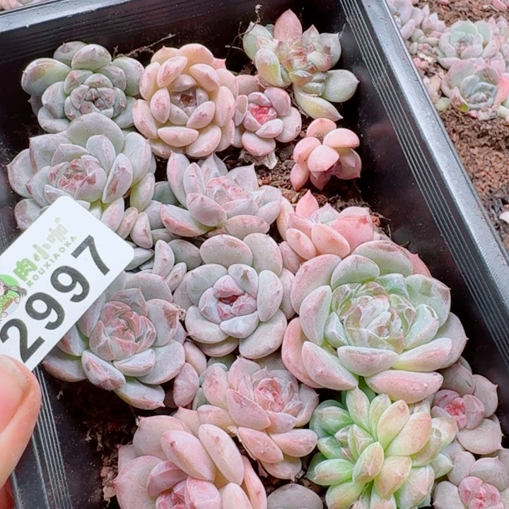嘉***多肉植物多肉植物