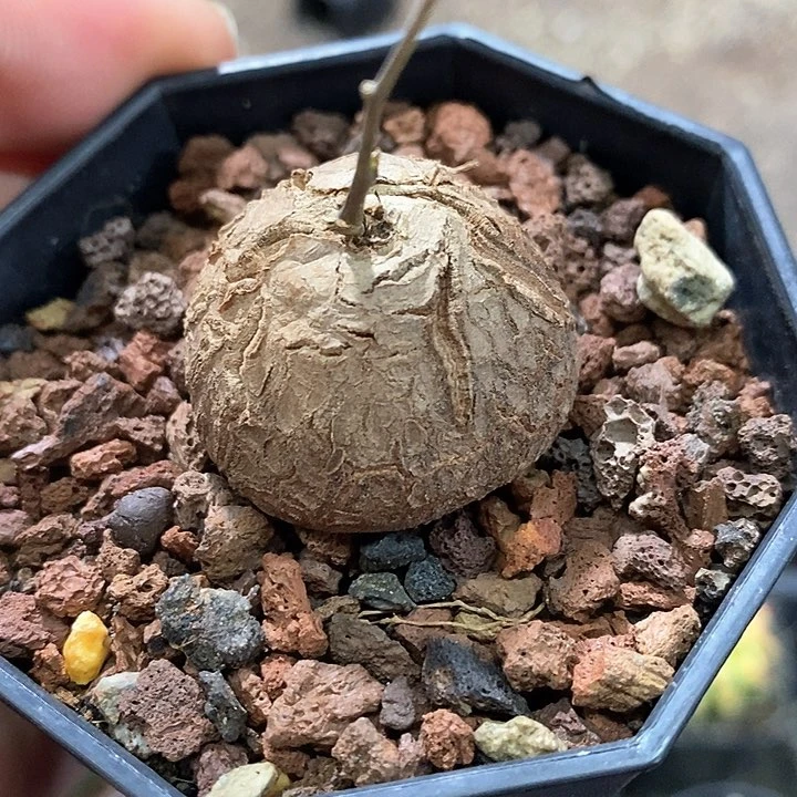 孤品实生深裂纹南非龟甲龙3cm