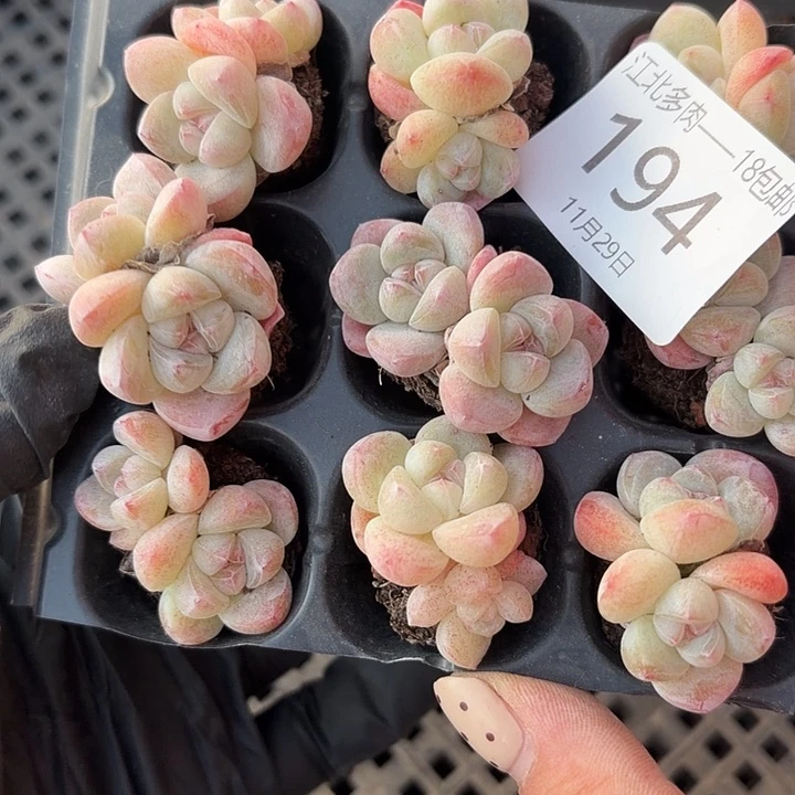 194 号到手1框江北多肉