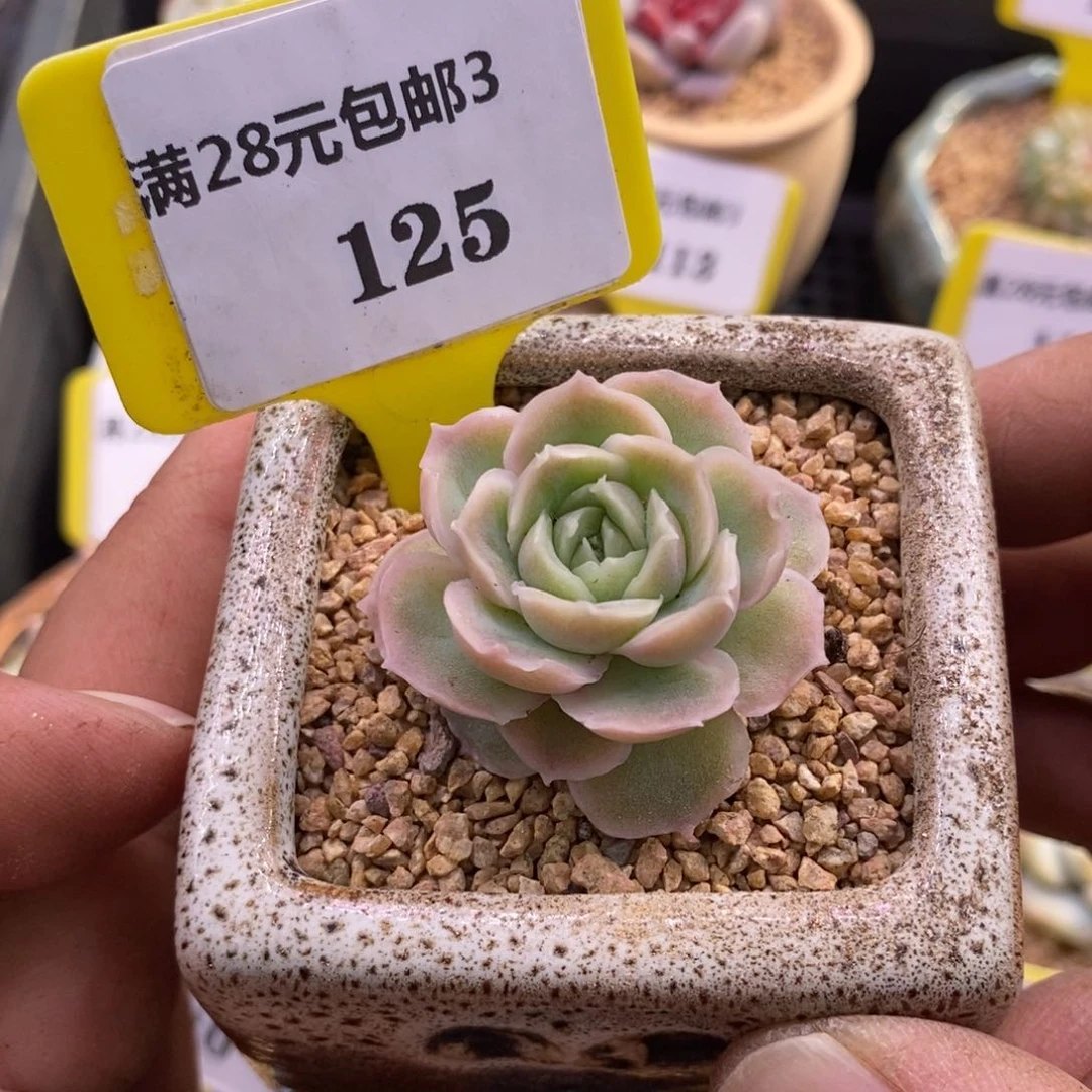3125水晶虾饺多肉植物