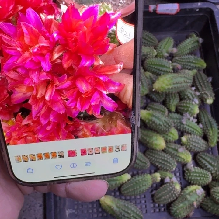 254白檀紫牡丹歪无根侧牙小一个,20包邮