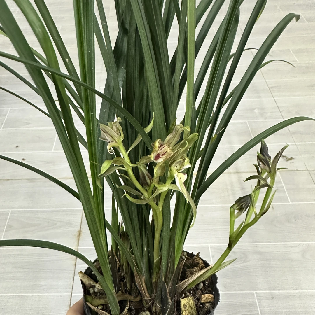 春剑【西部红牡丹】春剑铭品精致盆栽