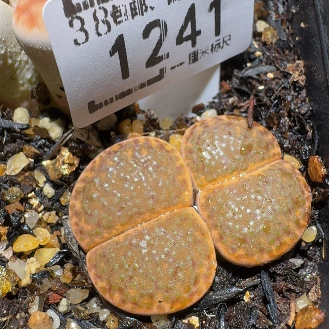 zzzx精品生石花1241