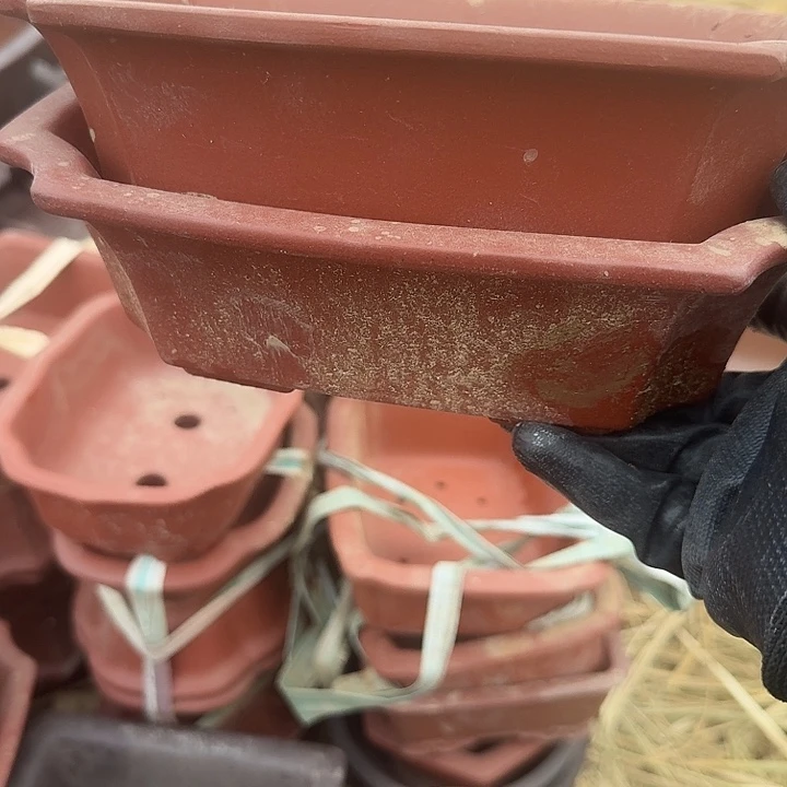 紫砂人与黑天鹅一起吃着年夜饭