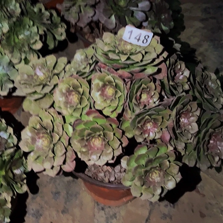 148沙拉碗多肉植物处理不售后