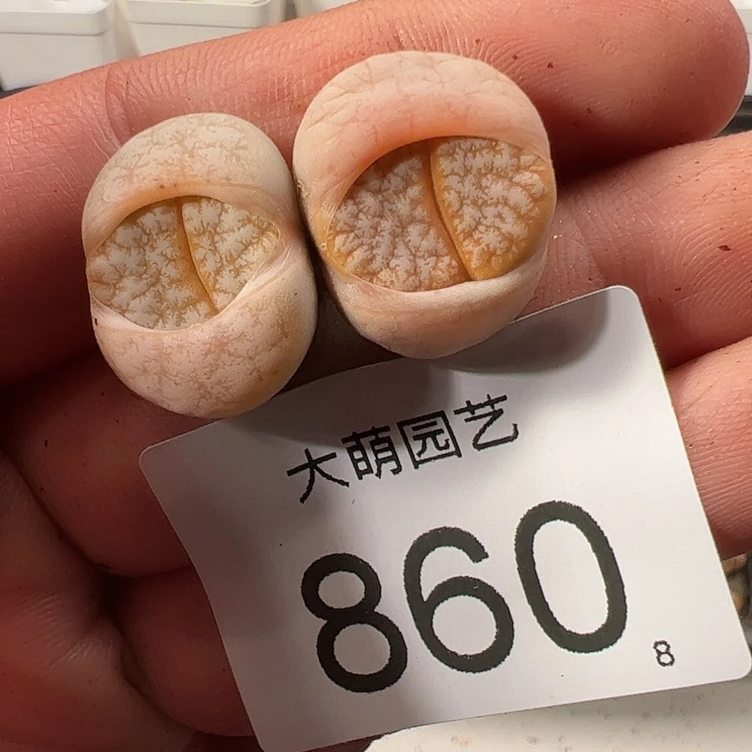 0000860 一物一拍……
