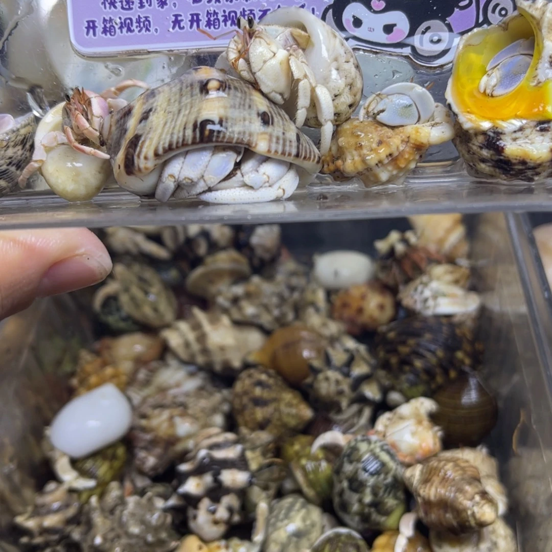 小的5米大的20宠的不包活