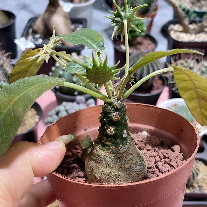 531锦叶琉桑块根，