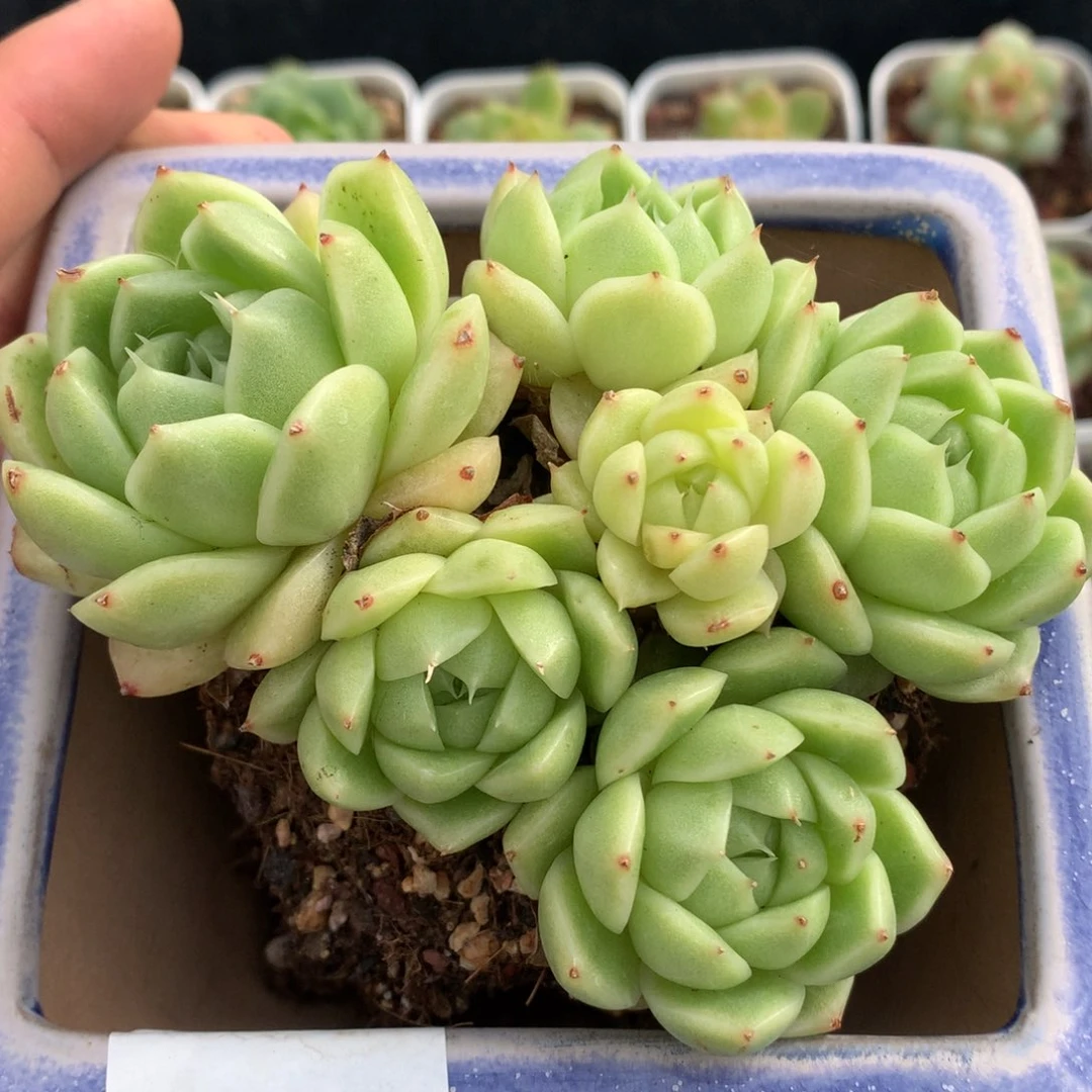 0704-360 麦杆优选