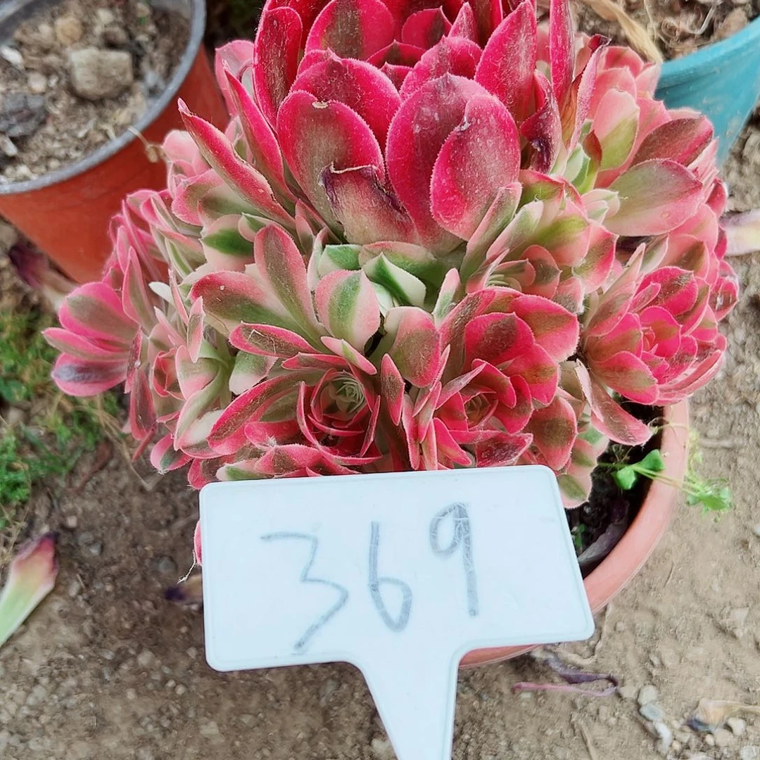 多肉植物粉女巫法师