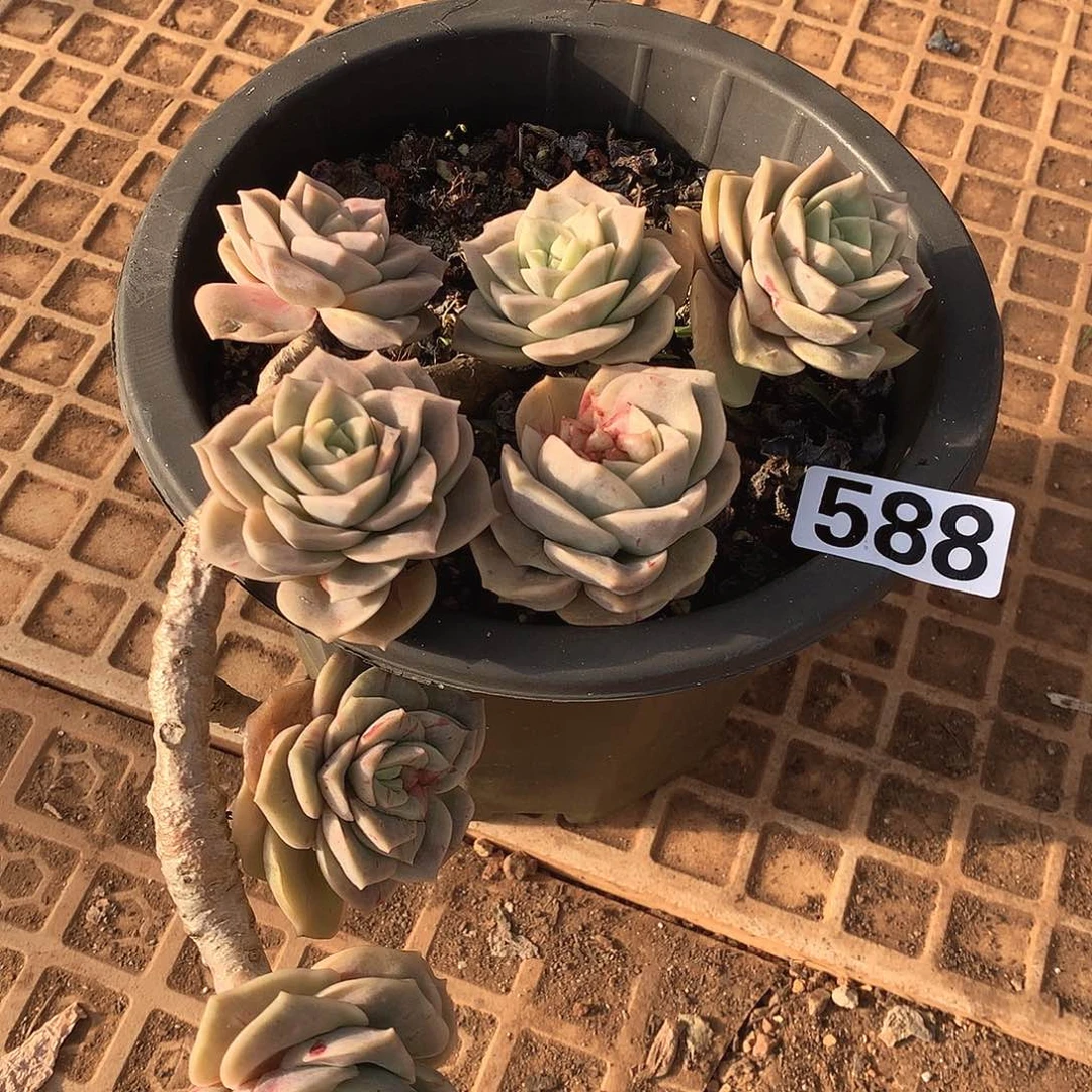 588可爱玫瑰一物一拍多肉