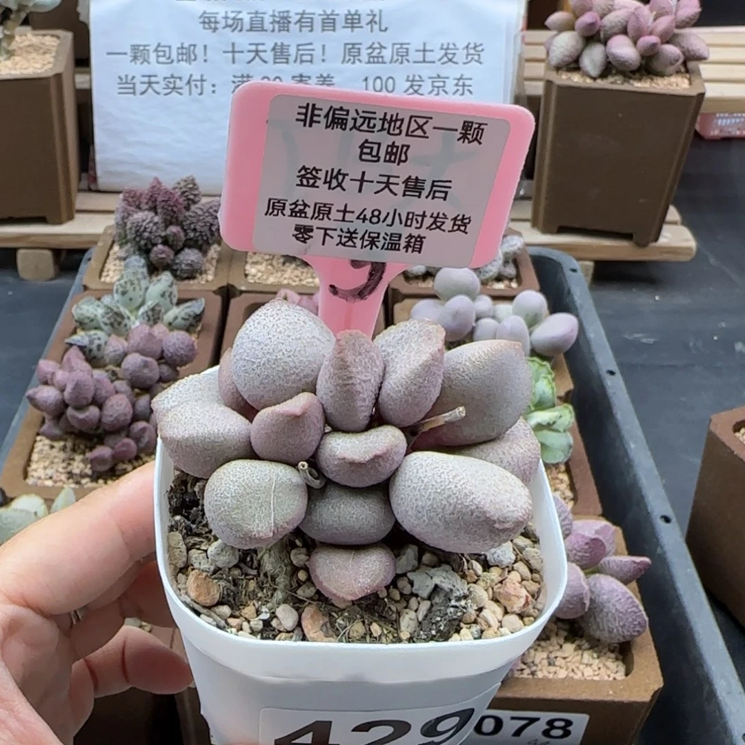 429甜心多肉植物