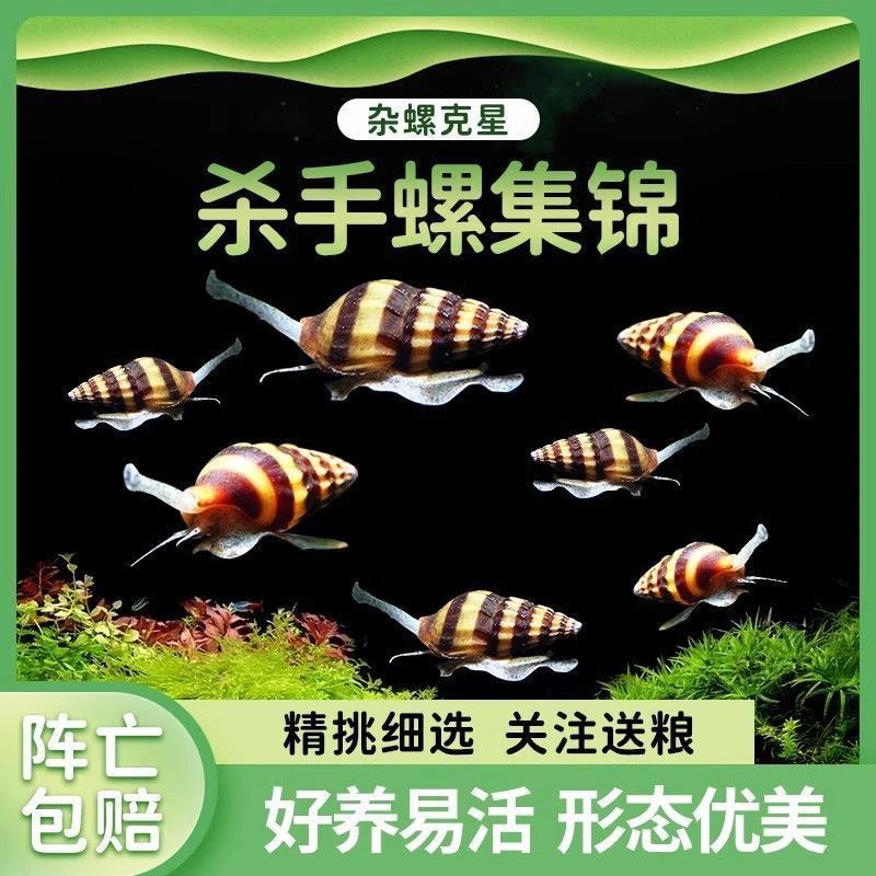 纯进口杀手螺热带淡水蜗牛除藻工具水族除杂除藻除蜗牛好养耐活