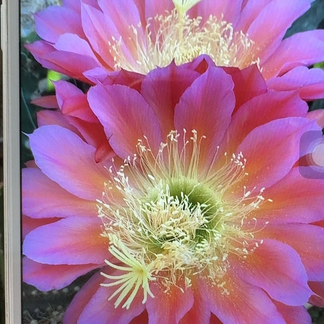 飞碟侧芽5公分毛花柱