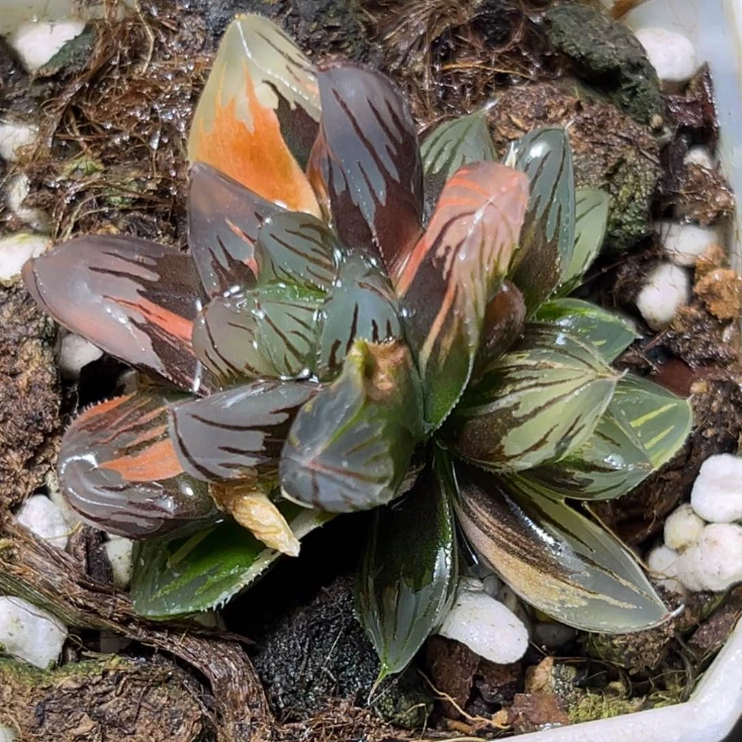 恭喜发财大吉大利575