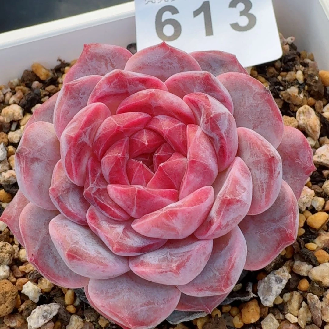 母本冰魄         精品多肉