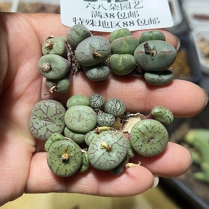 425号清货福利肉锥10个