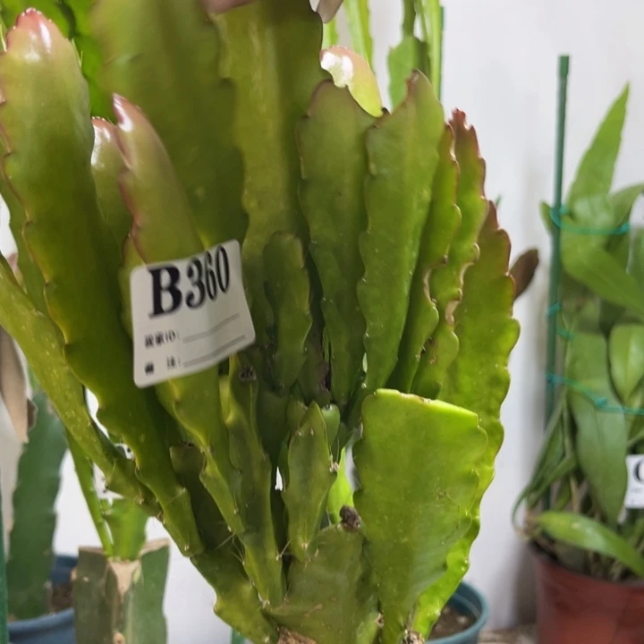 当前无花栽培后可以开花岁***好360