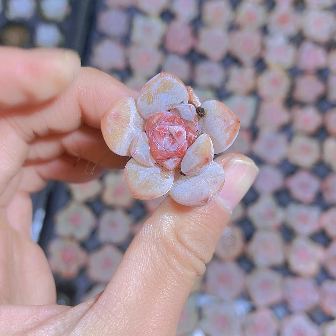 精品草莓冰沙满9.9包邮