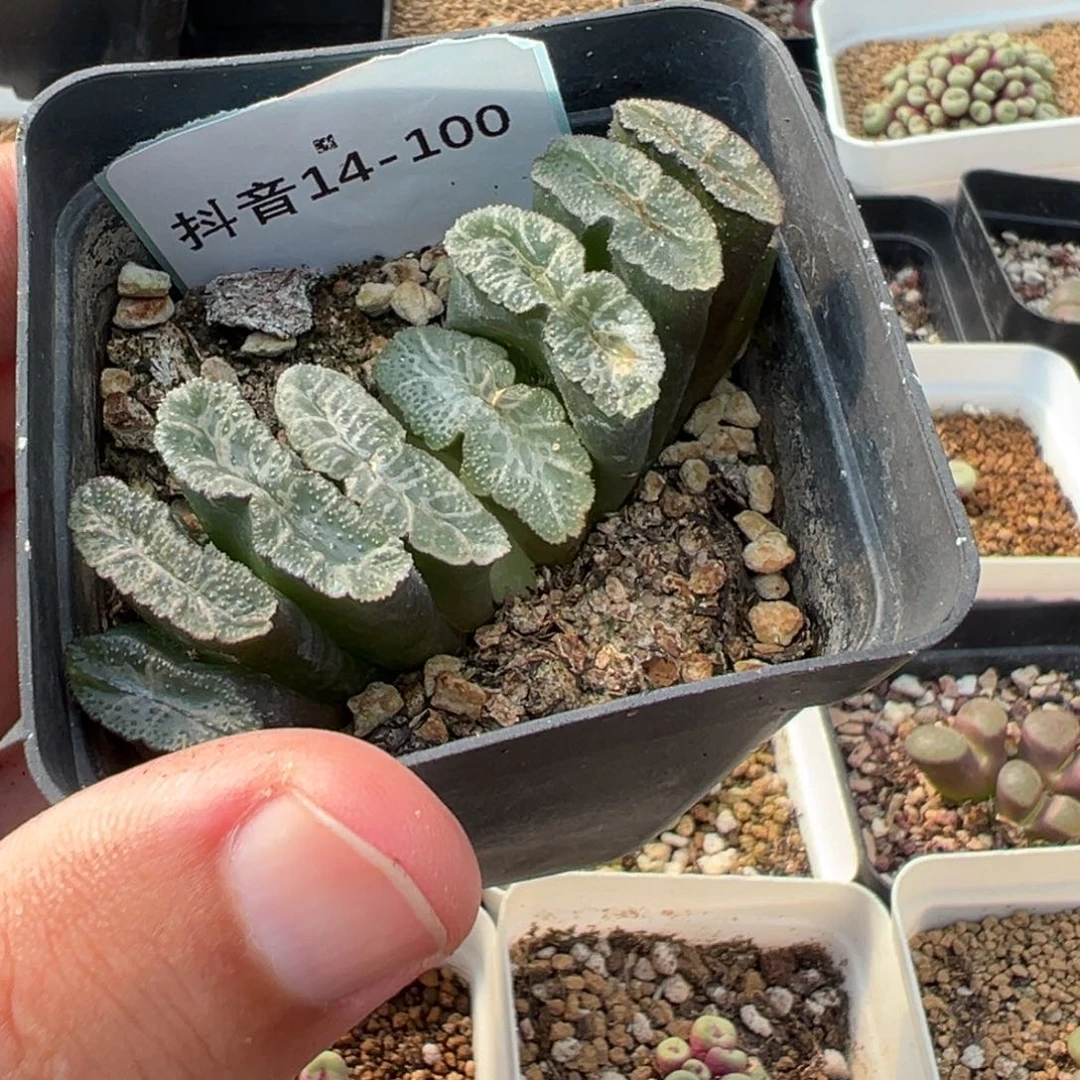 乐*哈14-100肉锥多肉植物