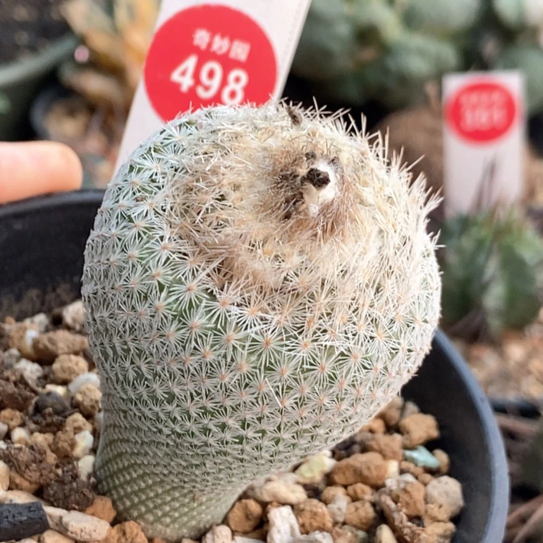 实生月世界4cm一颗仙人球