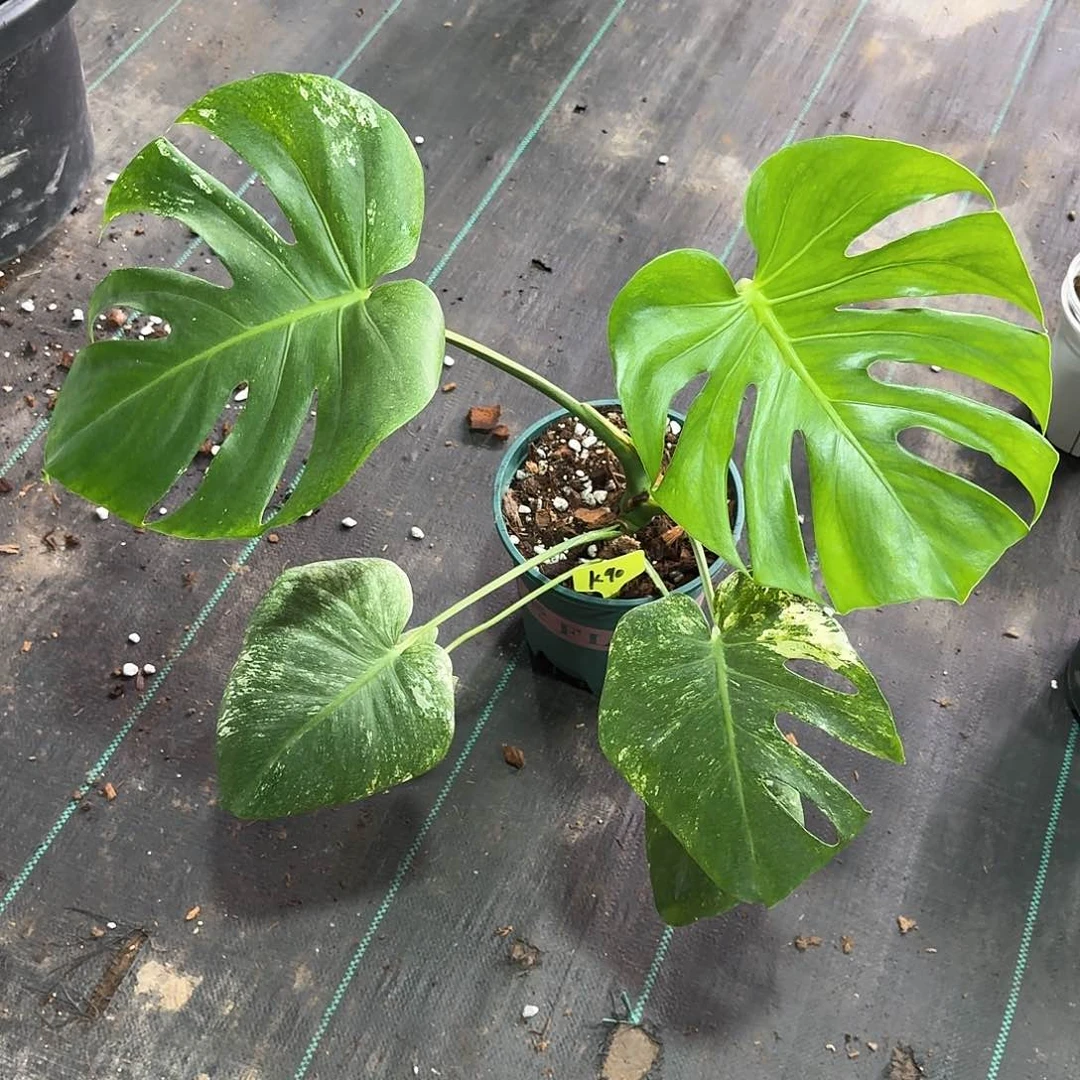 无花朵狮***白怪兽k90