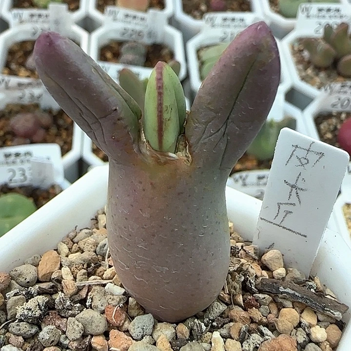 w203。  皮卡丘。   