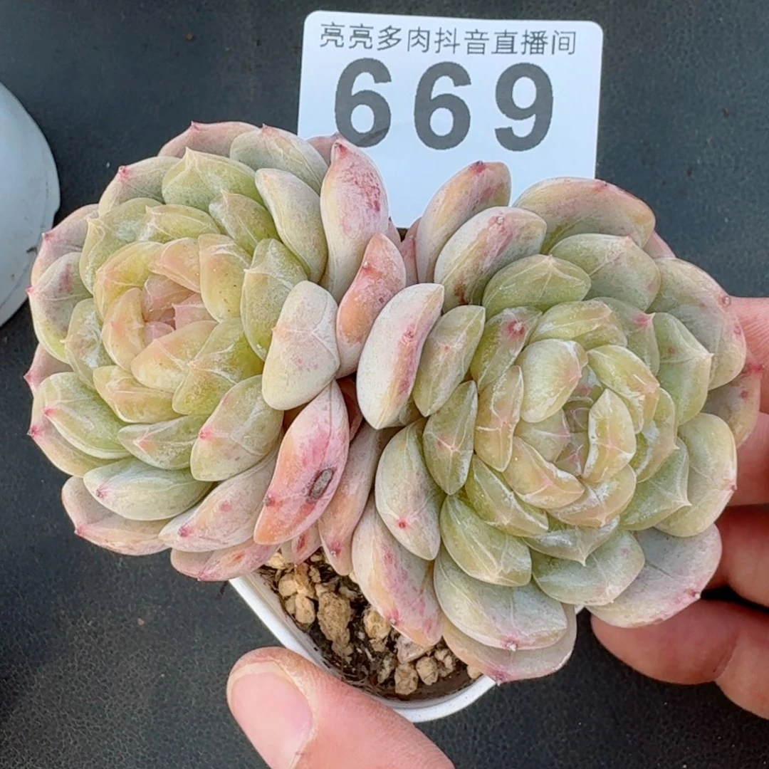 白色恋人双头老桩         精品多肉