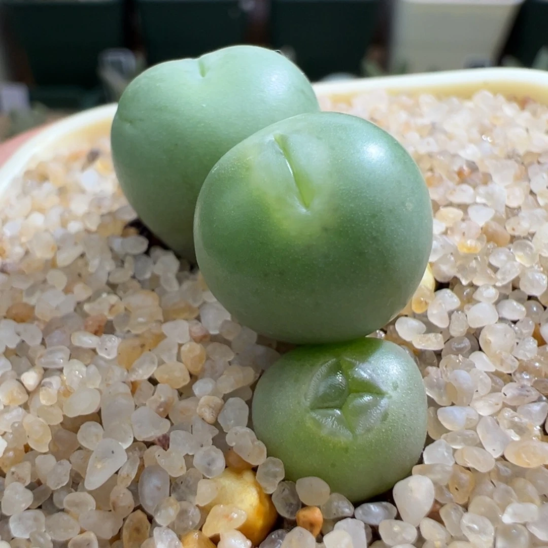 903。园艺小拳拳。嘟嘟嘴