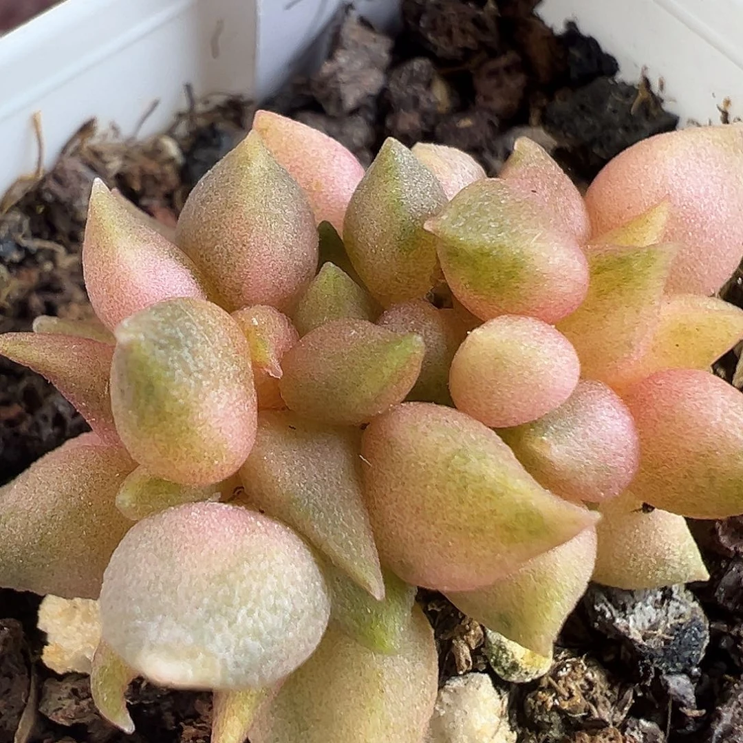 小辣椒锦多肉水泡植物