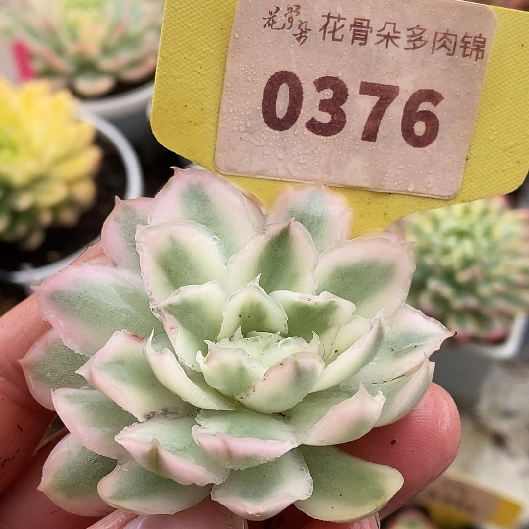 376紫蝴蝶哈哈哈哈