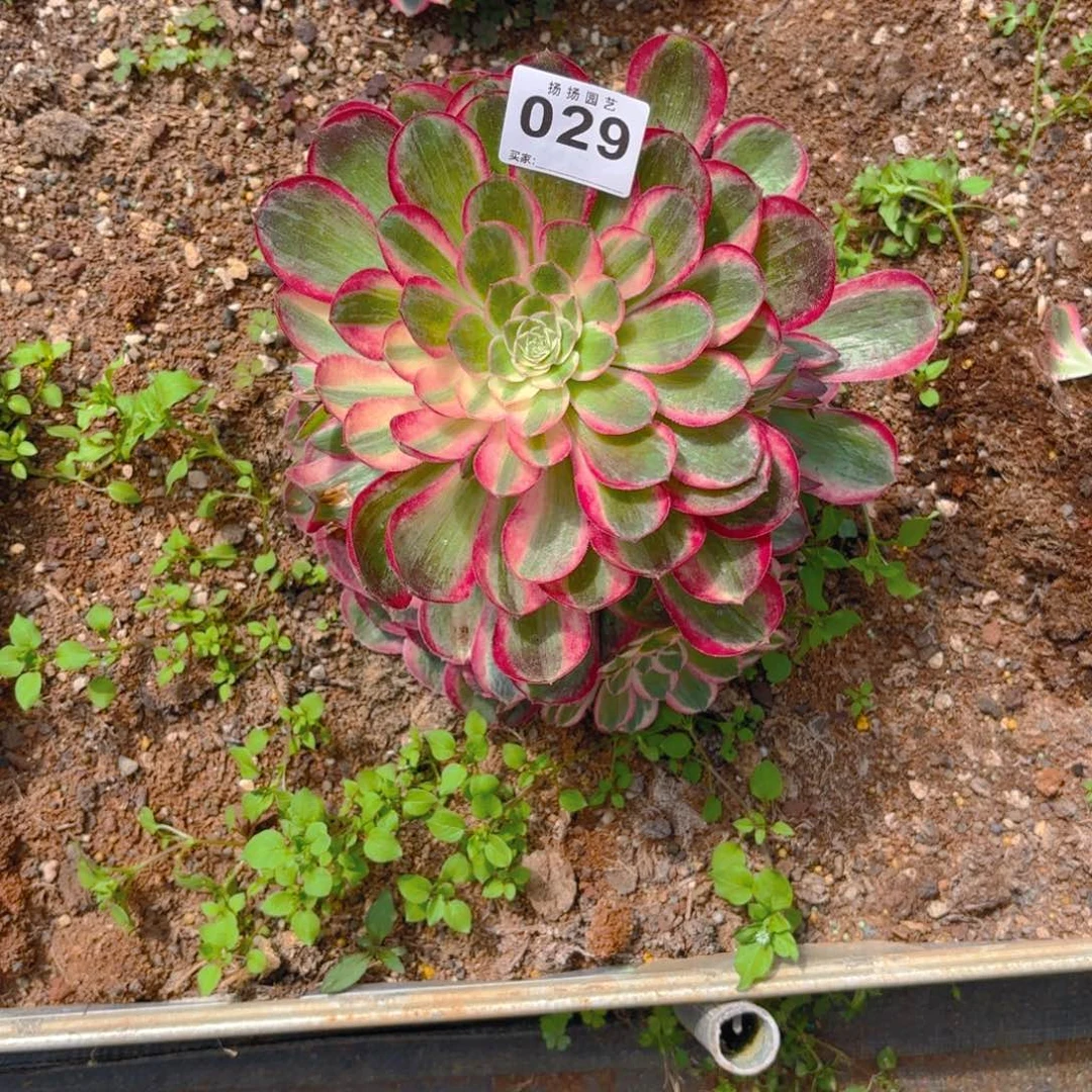 夏***夏123  029多肉法师