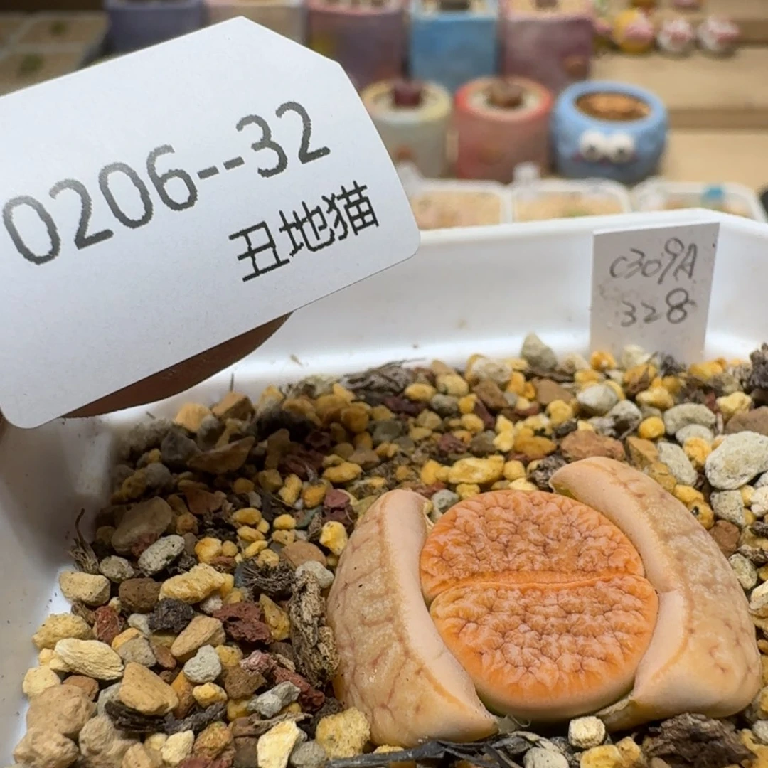 煮**茶0206-032生石花